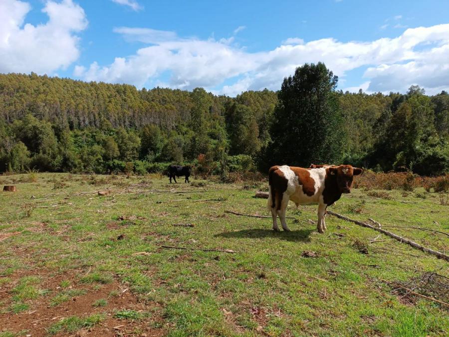 Foto Agricola en Venta en Fresia, Fresia, Llanquihue - 25 hectareas - $ 425.000.000 - AGV139622 - BienesOnLine