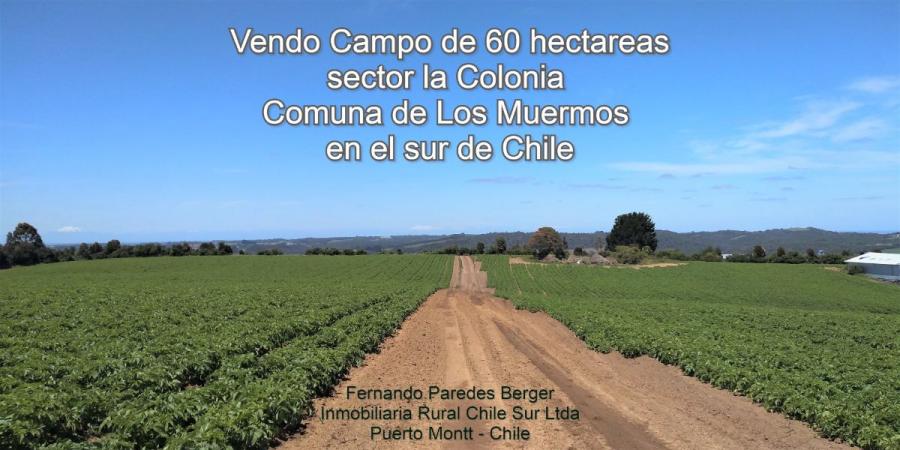 Foto Agricola en Venta en La Colonia, Los Muermos, Llanquihue - 60 hectareas - $ 560.000.000 - AGV62959 - BienesOnLine