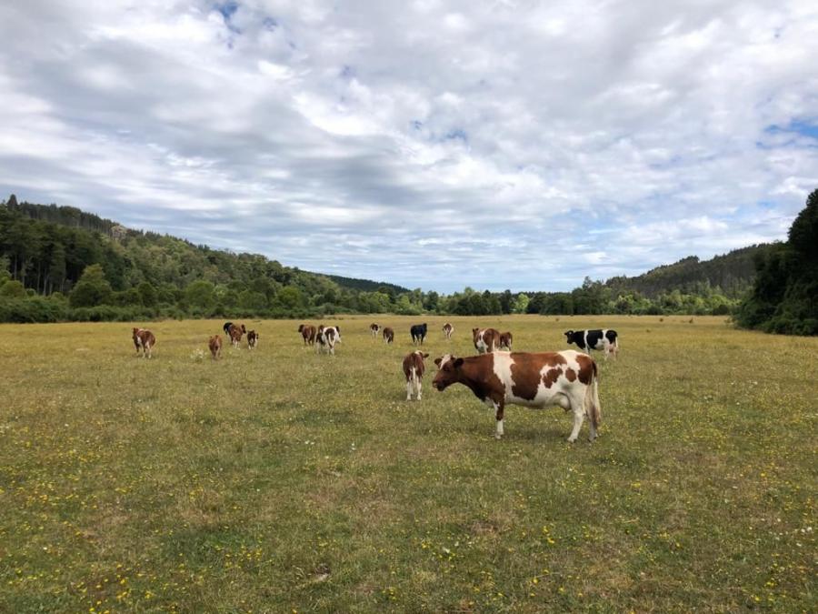 Foto Agricola en Venta en Ro Negro, Osorno - 50 hectareas - $ 300.000.000 - AGV119065 - BienesOnLine