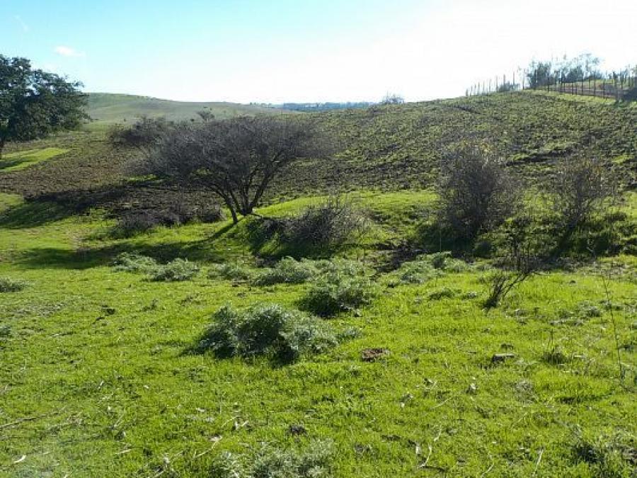 Foto Agricola en Venta en Melipilla, Melipilla - 100 hectareas - $ 900.000.000 - AGV148565 - BienesOnLine