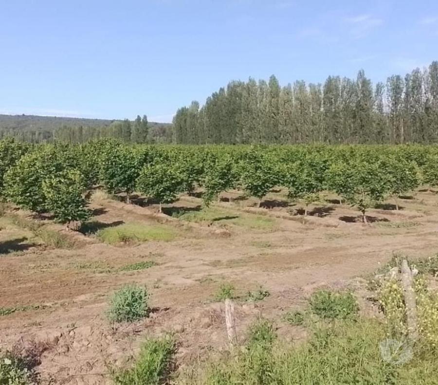 Foto Agricola en Venta en Agricola, Longaví, Linares - 13 hectareas - $ 513.000.000 - AGV146343 - BienesOnLine