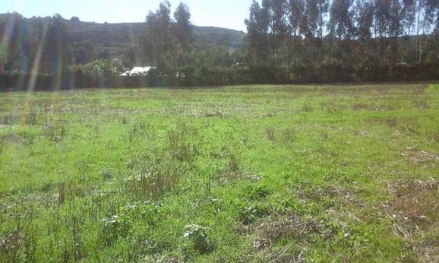 Foto Parcela en Venta en El Lingue, Arauco, Arauco - 1 hectareas - $ 30.000.000 - PAV93121 - BienesOnLine