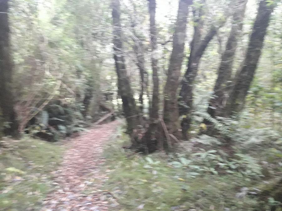 Foto Loteo en Venta en Zona del Ranco, Lllifen, Valdivia - UFs 1.380 - V117893 - BienesOnLine