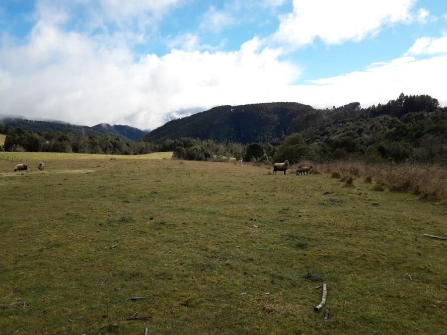Foto Agricola en Venta en Fresia, Llanquihue - 36 hectareas - $ 324.000.000 - AGV135414 - BienesOnLine