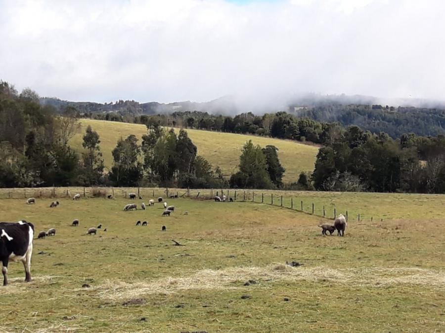 Foto Terreno en Venta en Sector Las Cuyas, Llanquihue - 19 hectareas - $ 324.000.000 - TEV149710 - BienesOnLine