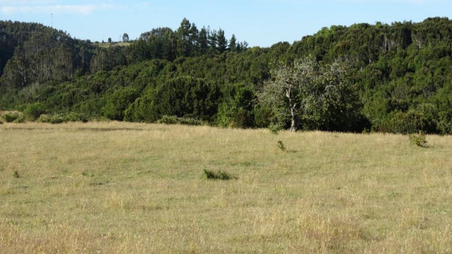 Foto Agricola en Venta en Fresia, Llanquihue - 36 hectareas - $ 324.000.000 - AGV126964 - BienesOnLine