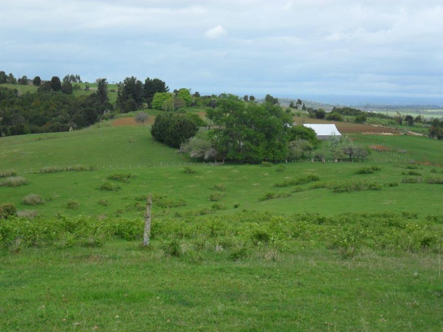Foto Agricola en Venta en Fresia, Llanquihue - 36 hectareas - $ 324.000.000 - AGV124475 - BienesOnLine