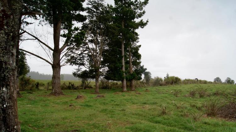 Foto Terreno en Venta en Los Muermos, Llanquihue - 17 hectareas - $ 350.000.000 - TEV70282 - BienesOnLine