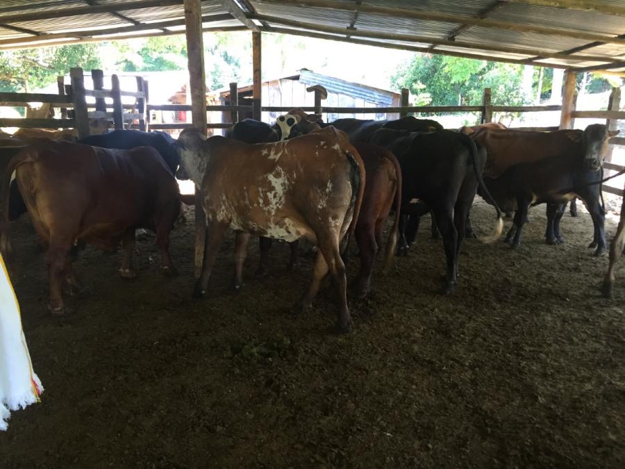 Foto Finca en Venta en Ríonegro, Santander - $ 1.300.000.000 - FIV214098 - BienesOnLine
