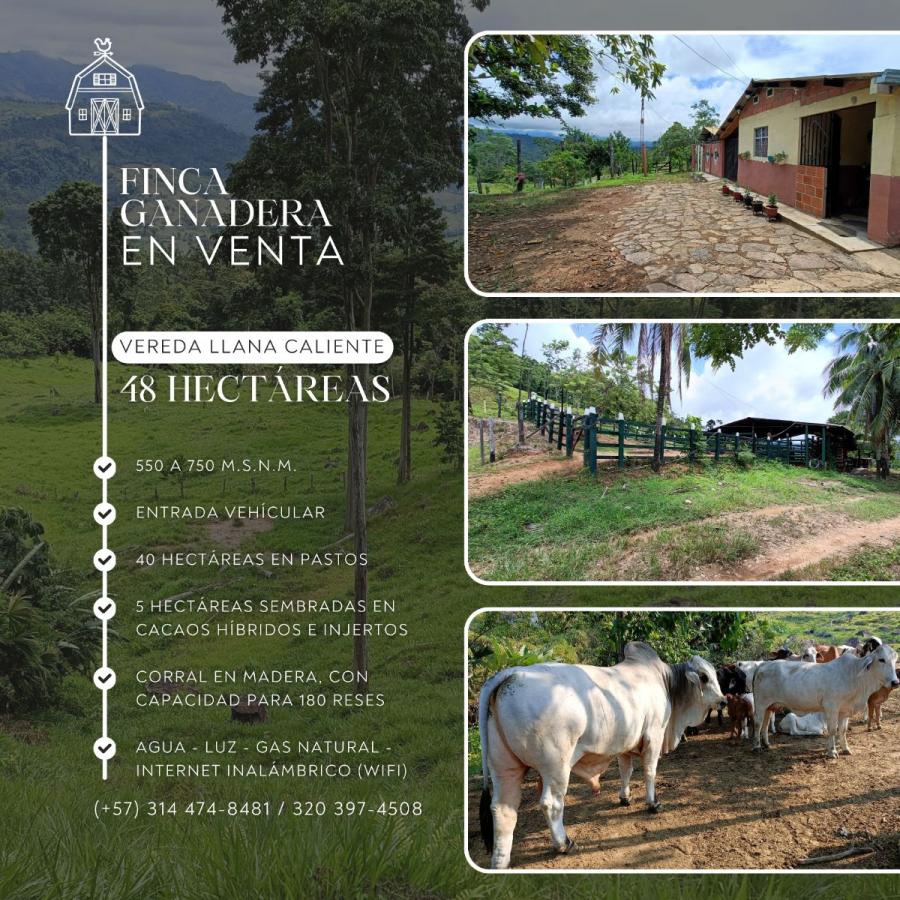 Foto Finca en Venta en San Vicente de Chucurí, Santander - $ 816.000.000 - FIV214754 - BienesOnLine