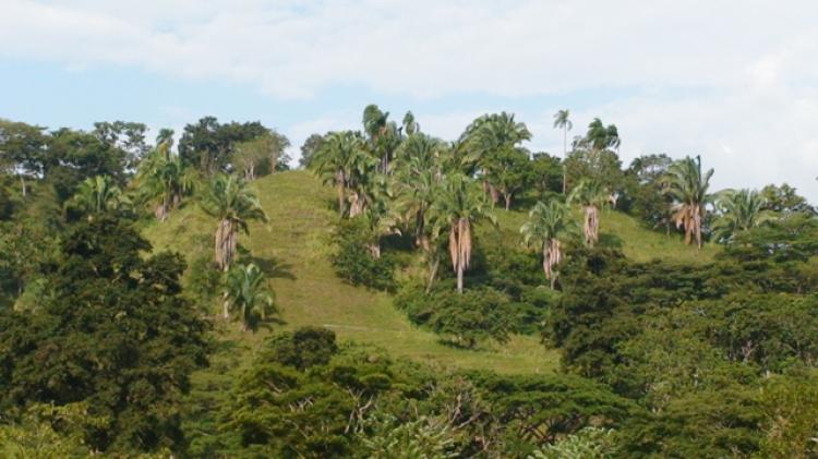 Foto Finca en Venta en Cartago, Valle del Cauca - 35 hectareas - $ 1.375.000.064 - FIV11858 - BienesOnLine