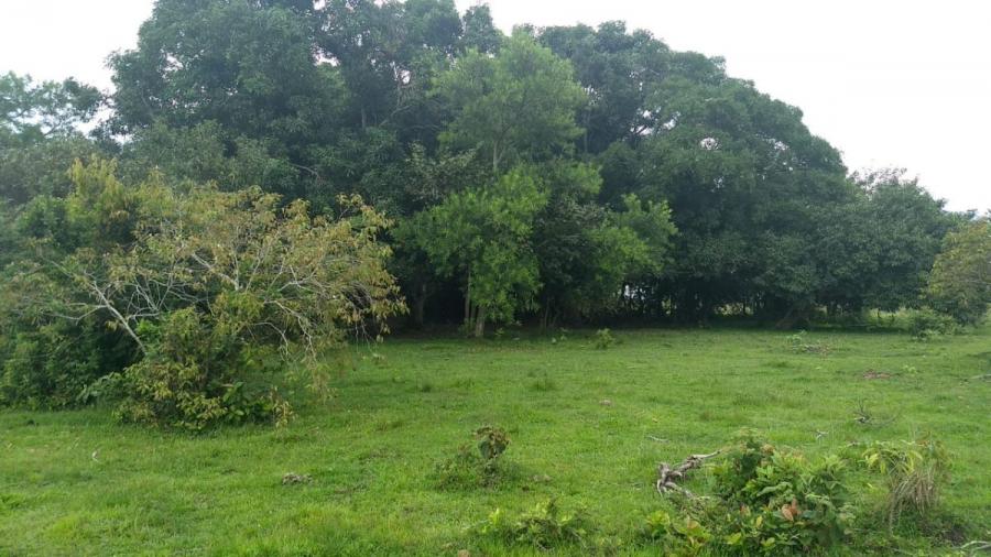 Foto Finca en Venta en El Algarrobo, Yopal, Casanare - $ 155.000.000 - FIV211448 - BienesOnLine