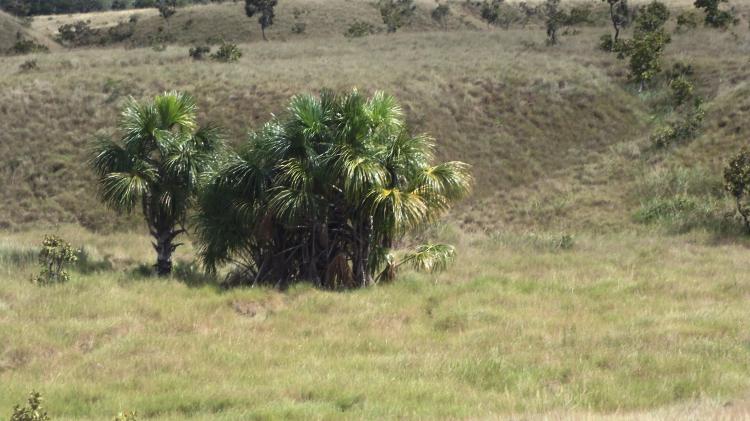 Foto Finca en Venta en Vereda La Esmeralda, Vichada - 850 hectareas - $ 500.000.000 - FIV155926 - BienesOnLine