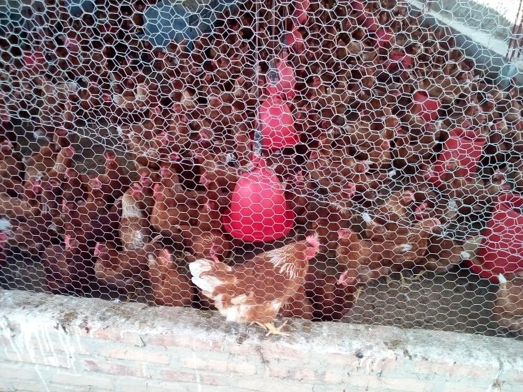 Foto Finca en Venta en Vereda betania, Lebrija, Santander - $ 1.500.000.000 - FIV126618 - BienesOnLine