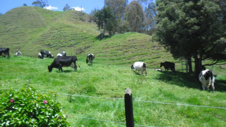 finca en san pedro de los milagros