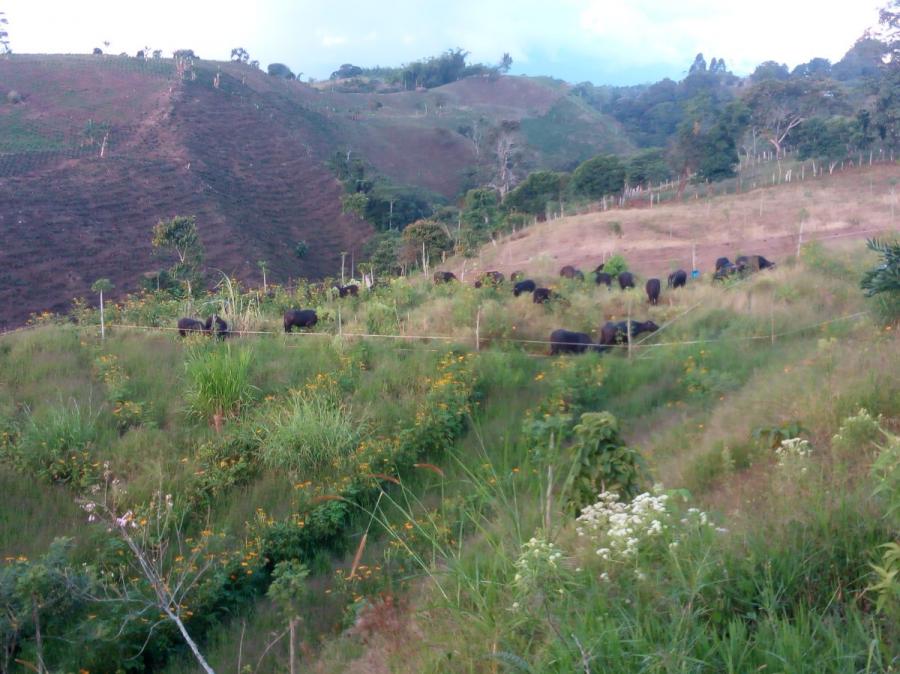Foto Finca en Venta en Filandia, Quindío - $ 800.000.000 - FIV161489 - BienesOnLine