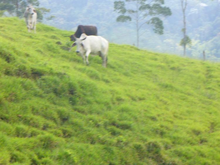Foto Finca en Venta en Miravalle, Buga, Valle del Cauca - $ 700.000.000 - FIV3698 - BienesOnLine