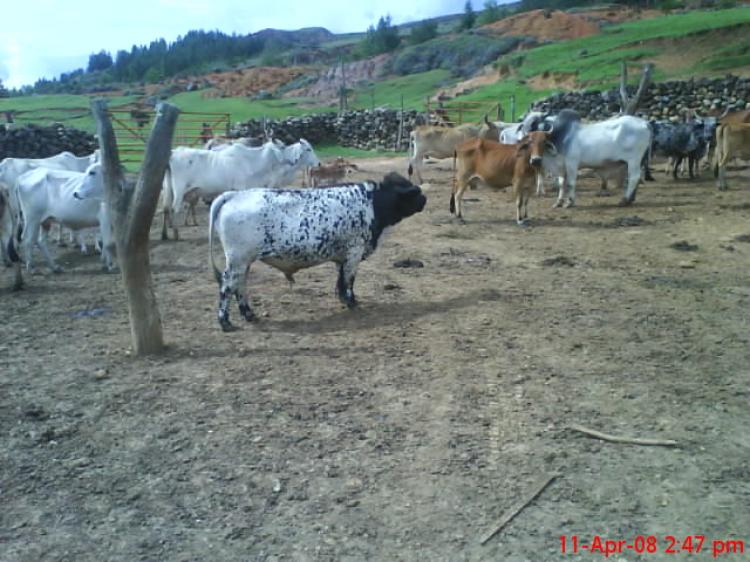 Foto Finca en Venta en El Cerrito, Valle del Cauca - FIV546 - BienesOnLine