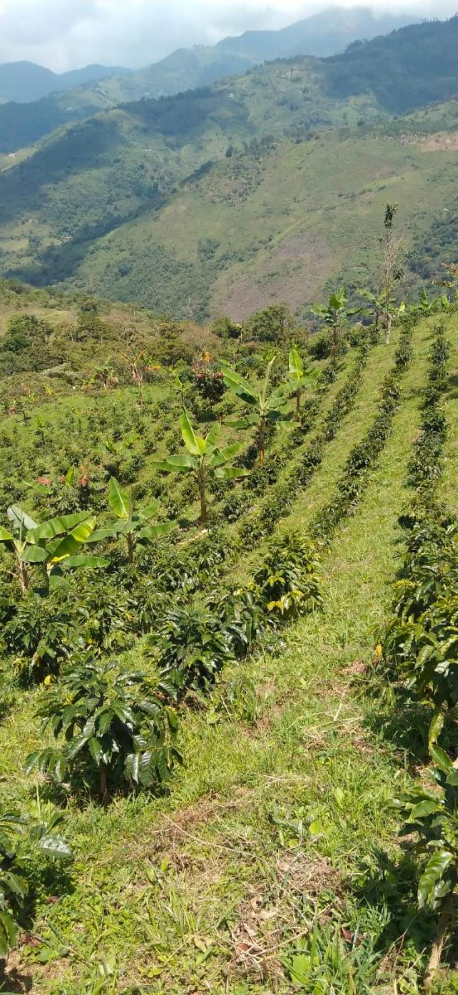 Foto Lote en Venta en Corregimiento La Selva, Ginebra, Costa Rica, Valle del Cauca, Valle del Cauca - 1 hectareas - $ 170.000.000 - LOV199351 - BienesOnLine