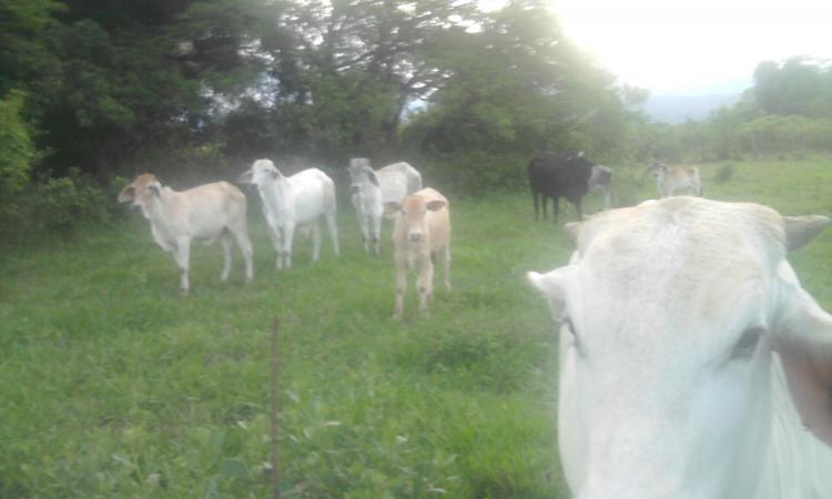 Foto Finca en Venta en Yopal, Casanare - 10 hectareas - FIV21786 - BienesOnLine