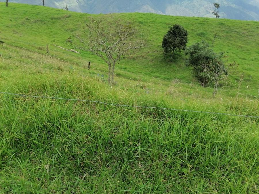 Foto Finca en Venta en El Cerrito, Valle del Cauca - $ 9.500.000 - FIV184016 - BienesOnLine