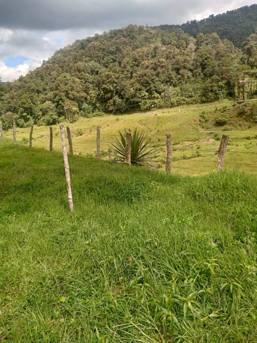 Foto Finca en Venta en vereda santodomingo, limites entre cauca y huila, Huila - $ 800.000.000 - FIV203445 - BienesOnLine