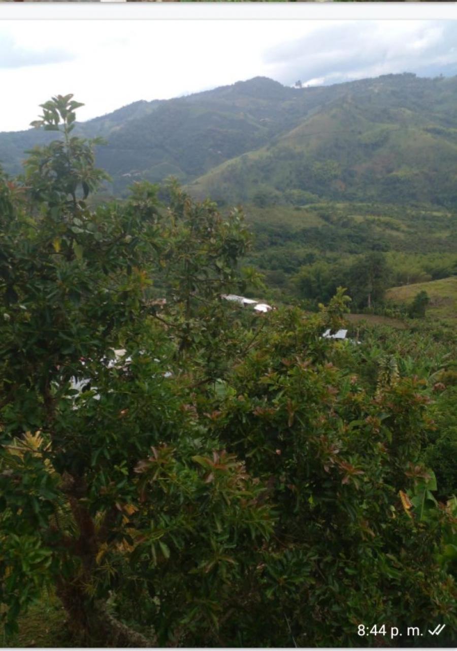 Foto Finca en Venta en Vereda rayito, Yotoco Valle, Valle del Cauca - $ 250.000.000 - FIV206242 - BienesOnLine