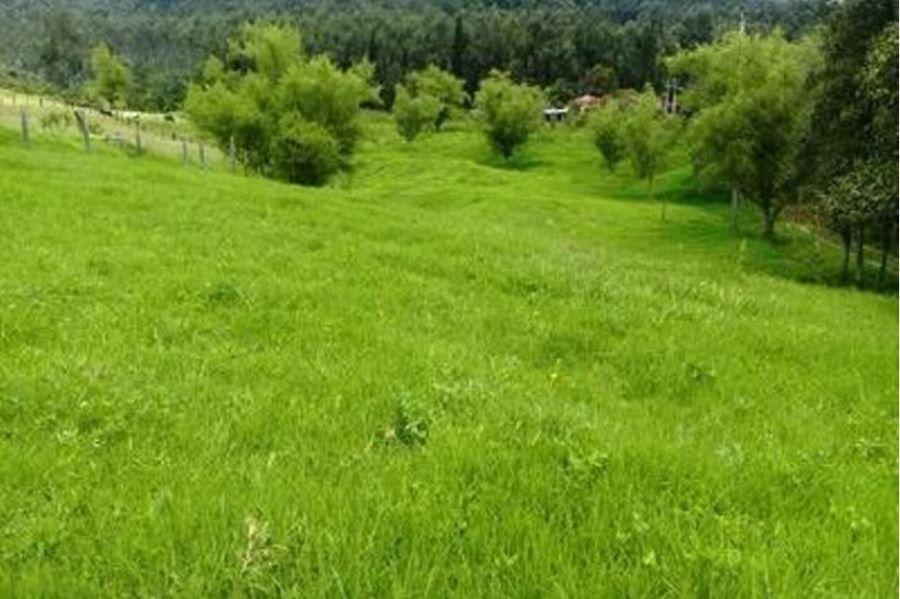 Foto Finca en Venta en Paipa, Boyacá - $ 550.000.000 - FIV189638 - BienesOnLine