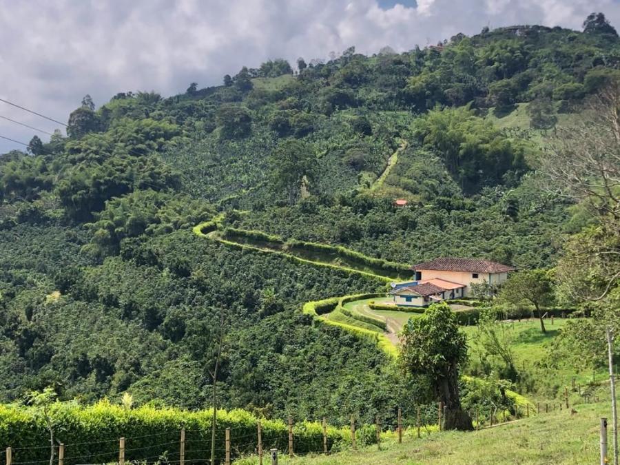 Foto Finca en Venta en Arabia, Arabia, Risaralda - $ 1.500.000.000 - FIV205960 - BienesOnLine