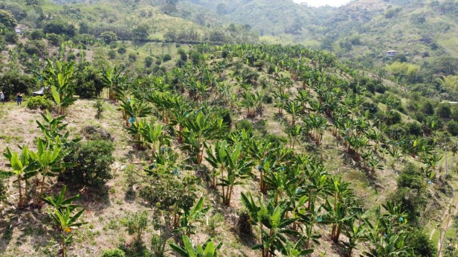 Foto Finca en Venta en Marsella, Risaralda - $ 1.500.000.000 - FIV207922 - BienesOnLine