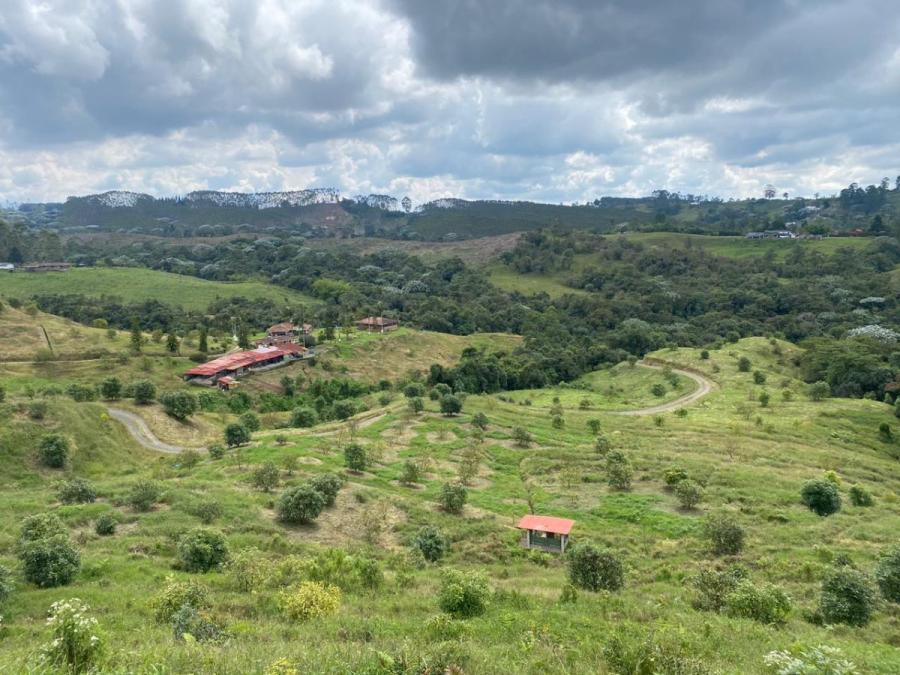 Vendo finca de 58 o 37 hectáreas cultivadas en aguacate hass sector el Manzano entre Armenia y Perer