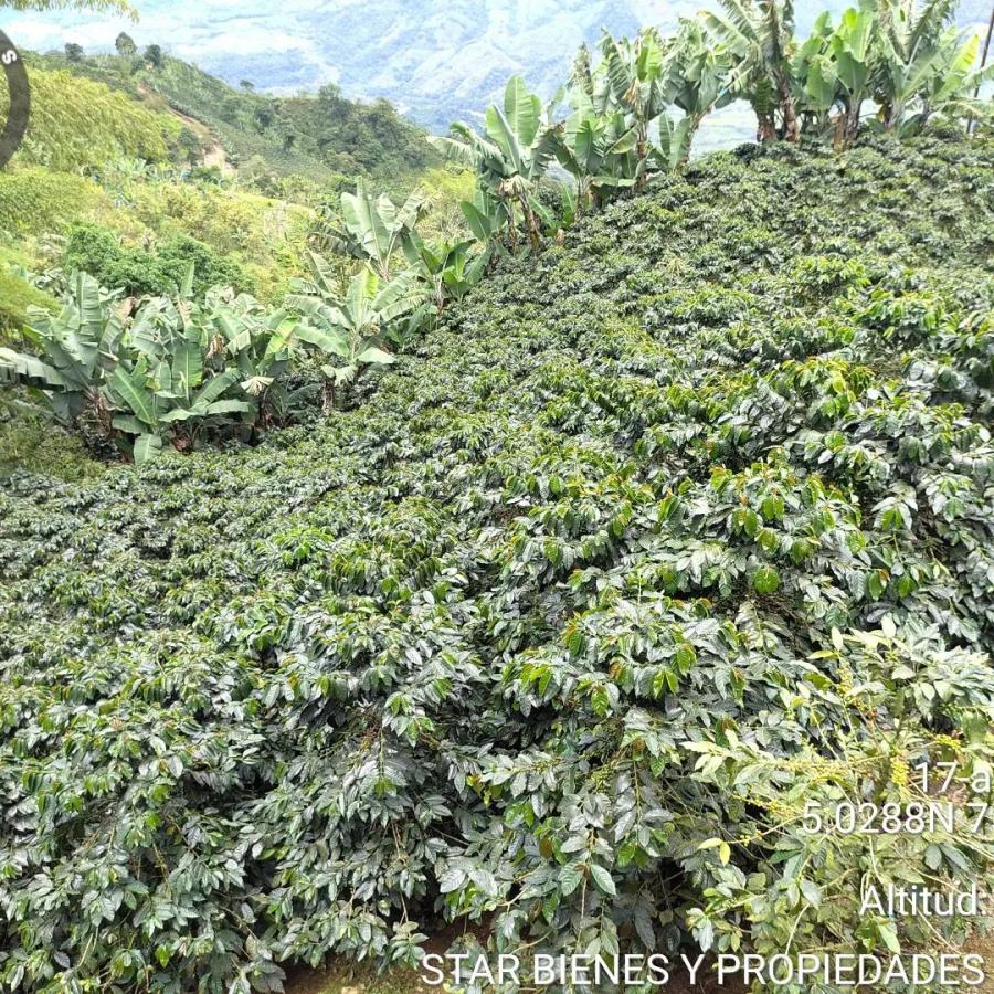 Vendo finca de 8 hectáreas o 12 cuadras CAFETERA en BELALCAZAR caldas