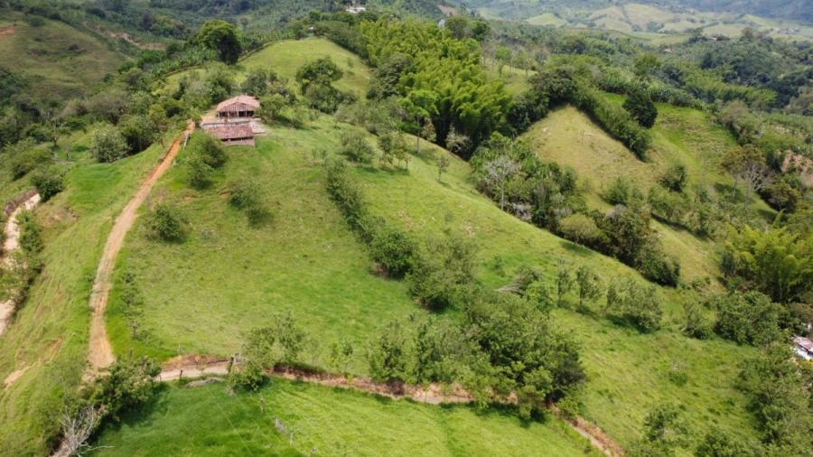 Vendo finca ganadera de 21 cuadras entre VITERBO y anserma caldas 