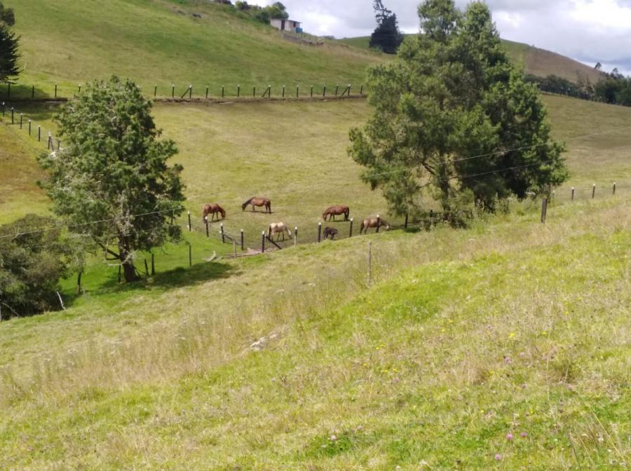 Foto Finca en Venta en Choconta, Cundinamarca - $ 650.000.000 - FIV199535 - BienesOnLine