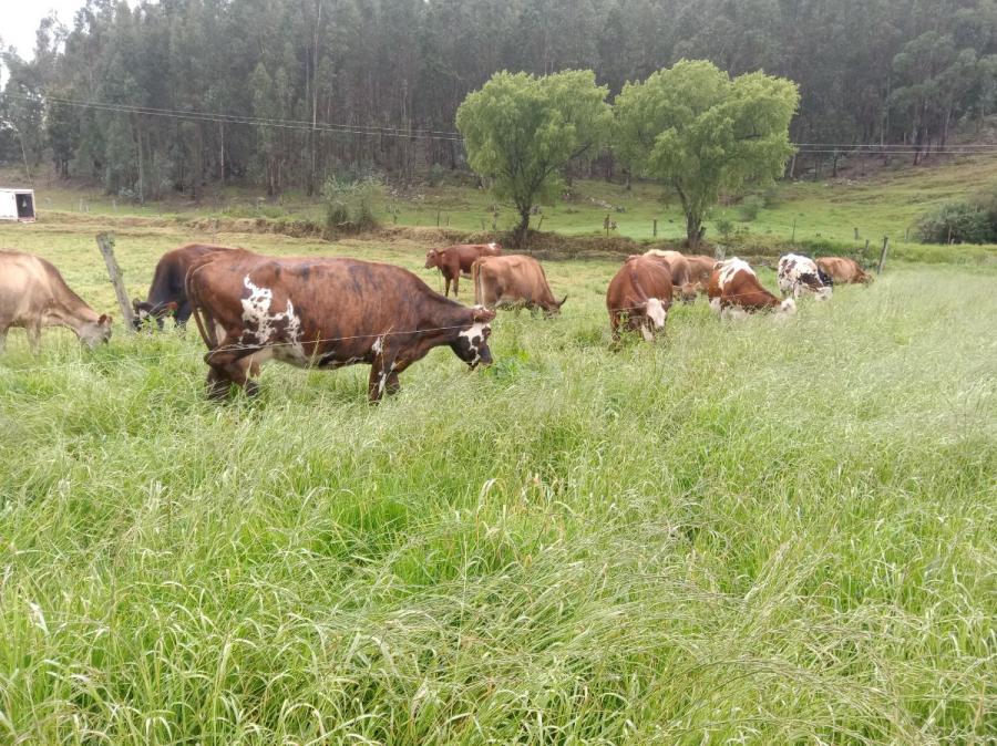 Foto Finca en Venta en Sogamoso, Boyacá - $ 2.250.000.000 - FIV206727 - BienesOnLine