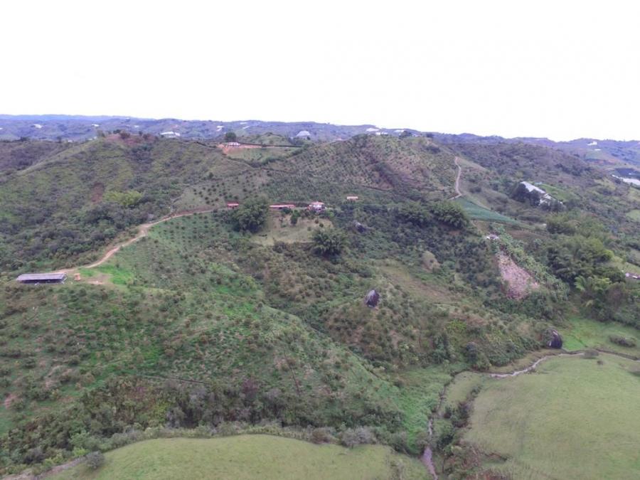 Venta de 17 has. en producción de aguacate Hass en Marinilla, Dpto. Antioquia, Colombia