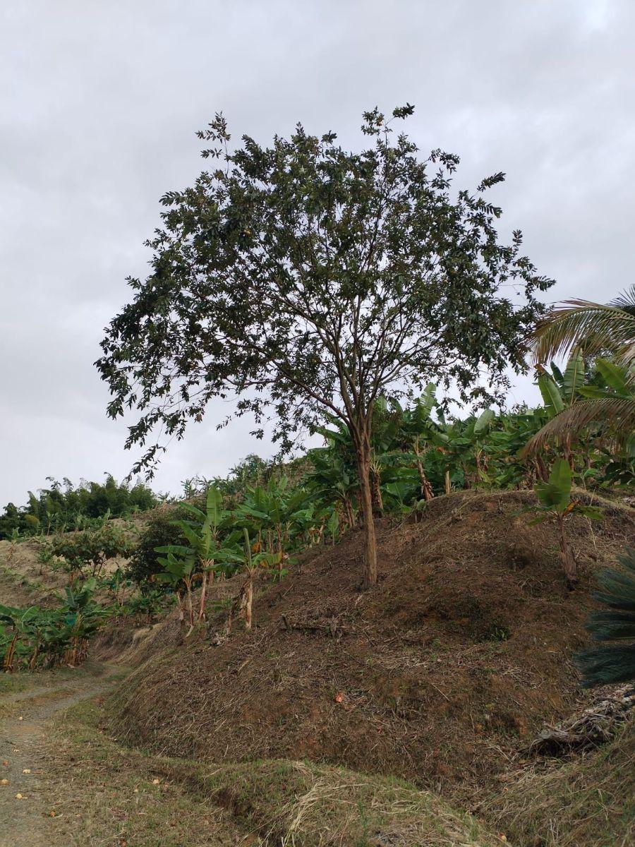 Foto Finca en Venta en Guaimito, Risaralda, Caldas - $ 600 - FIV211734 - BienesOnLine