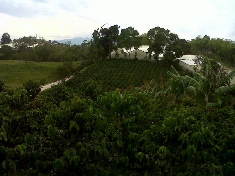 Venta De Finca Cafetera en Filandia Quindio