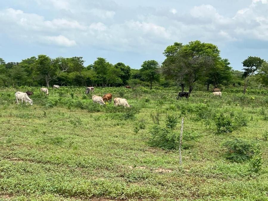 Foto Finca en Venta en Ríohacha, La Guajira - 16 hectareas - $ 240.000.000 - FIV204806 - BienesOnLine