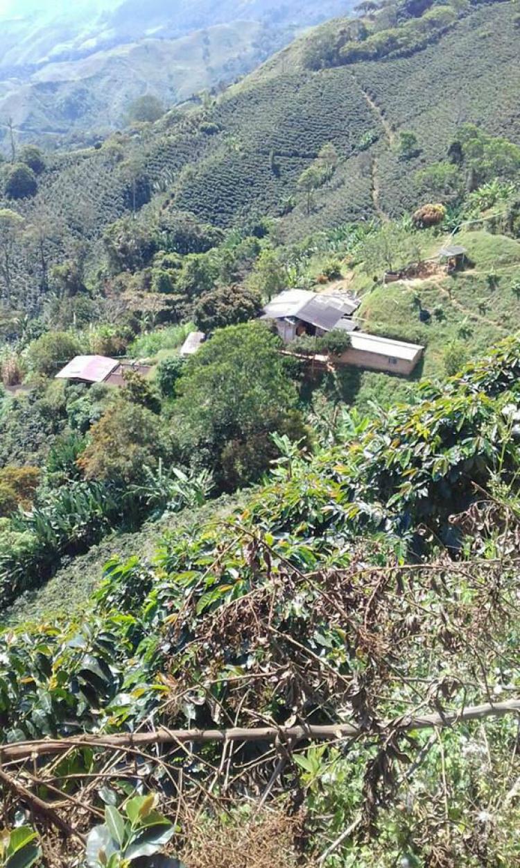 Foto Finca en Venta en VEREDA LA AURORA, Concordia, Antioquia - $ 630.000.000 - FIV138117 - BienesOnLine