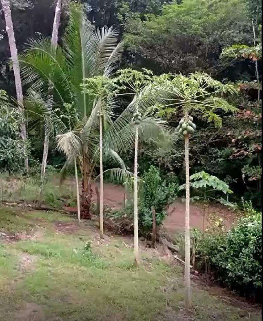 Foto Casa en Venta en Espíritu Santo, Esparza, Puntarenas - &cent; 55.000.000 - CAV119842 - BienesOnLine