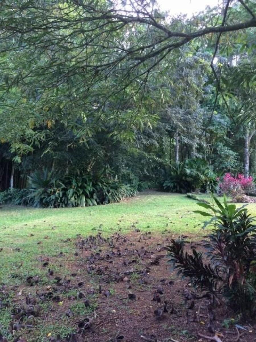 Foto Terreno en Venta en Guapiles, Pococ, Limn - ¢ 70.000.000 - TEV37218 - BienesOnLine