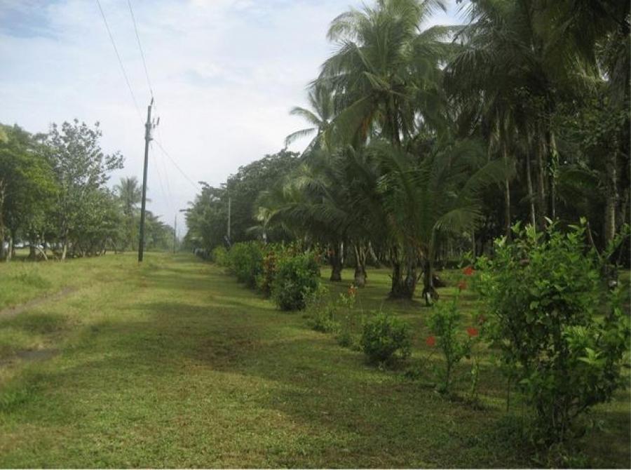 Foto Terreno en Venta en Guapiles, Pococ, Limn - ¢ 465.000.000 - TEV37356 - BienesOnLine