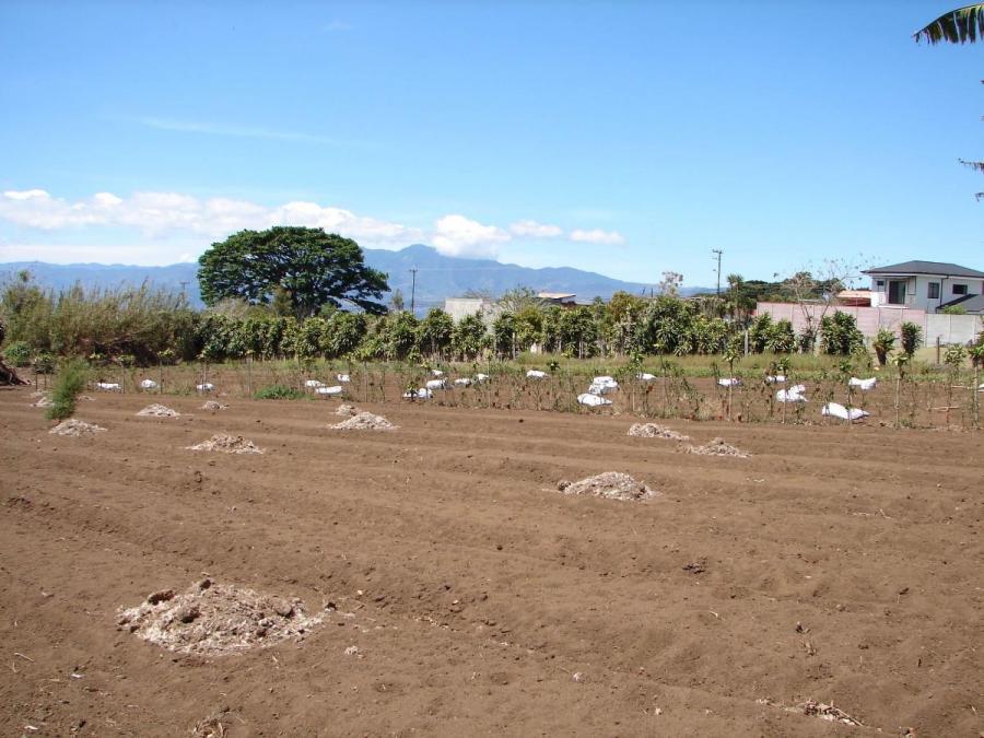 Foto Terreno en Venta en SanRafaelConcepcion, San Rafael, Heredia - U$D 240.000 - TEV33111 - BienesOnLine