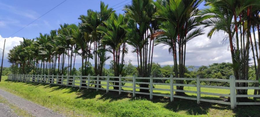 Foto Terreno en Venta en Guapiles, Pococ, Limn - ¢ 68.000.000 - TEV34415 - BienesOnLine