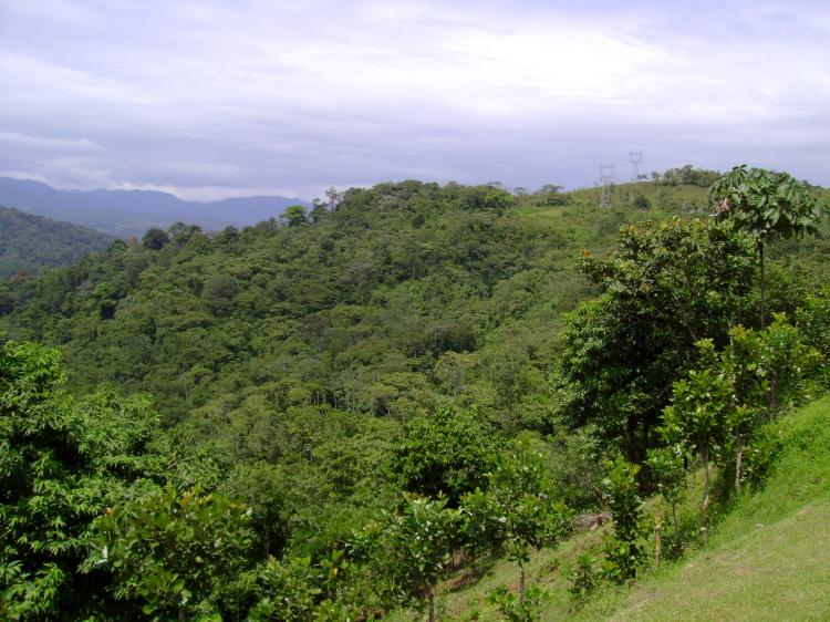 Foto Terreno en Venta en San Ramn, Alajuela - 6 hectareas - U$D 180.000 - TEV683 - BienesOnLine