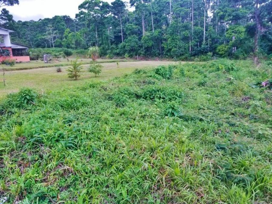 Foto Terreno en Venta en Guapiles, Pococ, Limn - U$D 29.300 - TEV53685 - BienesOnLine