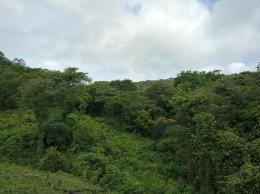 Foto Finca en Venta en Quiriman, Nicoya, Guanacaste - 81 hectareas - U$D 324.000 - FIV45097 - BienesOnLine