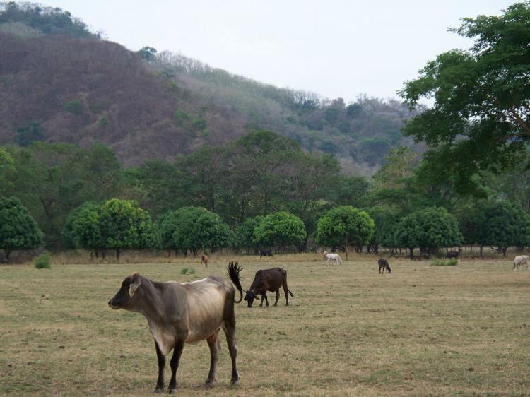 Foto Finca en Venta en San Pablo, Nandayure, Guanacaste - 100 hectareas - ¢ 700.000.000 - FIV4540 - BienesOnLine
