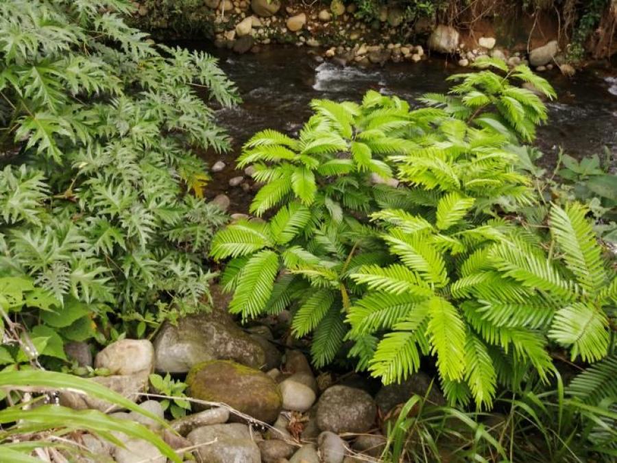 Foto Terreno en Venta en Guápiles, Guápiles, Limón - ¢ 90.000.000 - TEV54647 - BienesOnLine